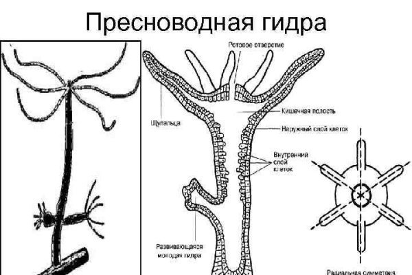 Кракен ссылка kraken zerkalo