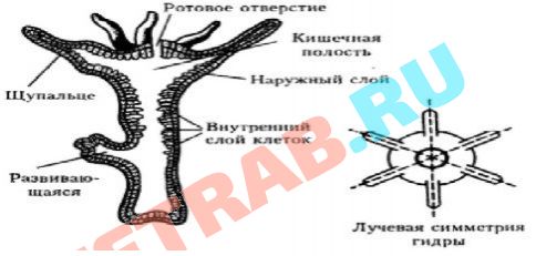 Аутентификатор кракен